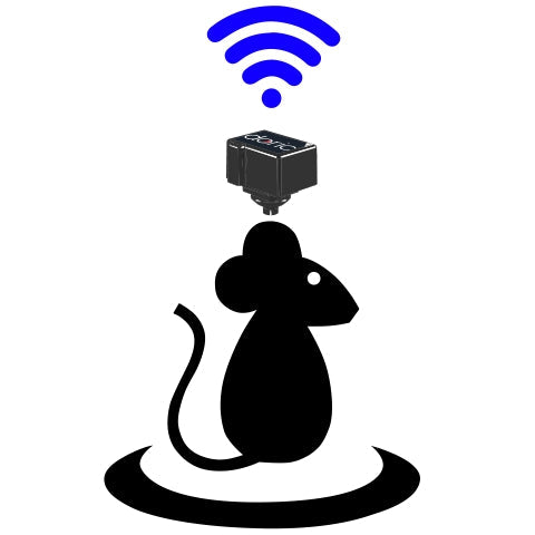 Wireless Oephys Recording