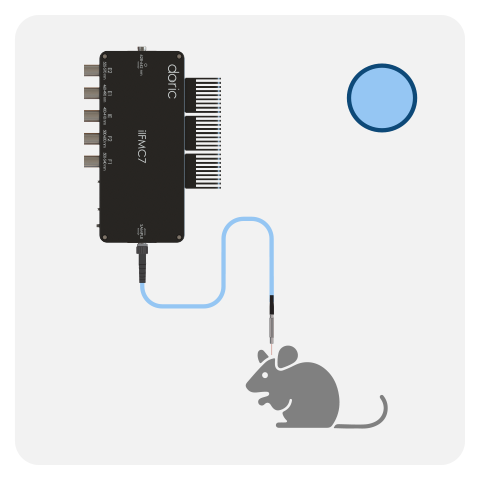 Basic Fiber Photometry (FMC)