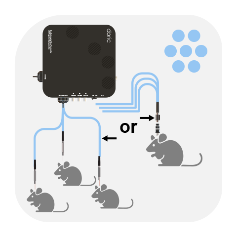Bundle-imaging Fiber Photometry with Targeted Optogenetics System