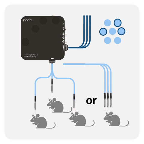 Bundle-imaging Fiber Photometry with Targeted Optogenetics System