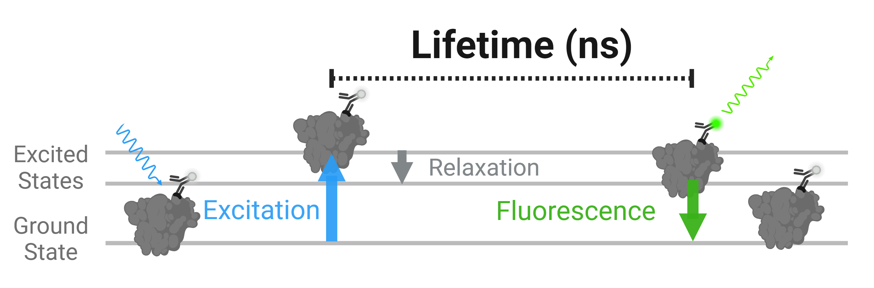 FLiP-Schematic-excited&groundstate.png__PID:dc964d68-c8a3-41dd-83d0-1961203aba89