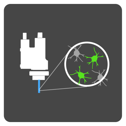 <em>Doric</em> Miniscope