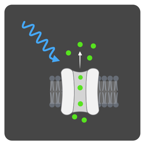 Optogenetics